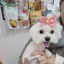 축복애견호텔미용 이미지