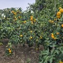 고림농장 이미지