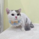 미야옹실 | 미야옹실 김포 장기동 구래동 운양동 고양이 무마취 미용 + 스파 목욕 (미선염 관리) 먼치킨숏레그 애기
