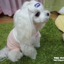 청순하개 이미지