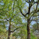 부소산성 낙화암 갈림길 이미지