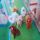 개몽이네 이미지