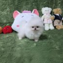 우리펫 강아지분양 성동구점 | 광주강아지분양 펫왕국 애견분양샵