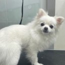 지오동물병원 이미지