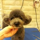 파우 동물병원 이미지