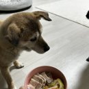 펫푸드교실 이미지