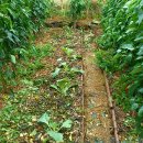 고니미미 이미지