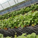 노산농장 이미지