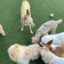 도기그루밍 이미지