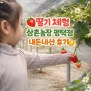 가나농장 | 연차 알차게 쓰기 2탄 : 수원 근교 딸기 체험 농장 내돈내산 후기 삼촌농장 예약
