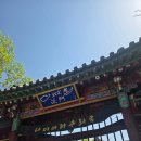 남이섬 겹벚꽃 개화 겹벚꽃 명소 가평 가볼만한곳 남이섬 내돈내산