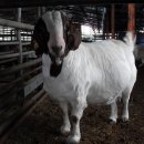 까치목장 이미지