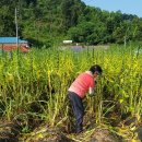 영구네농장 이미지