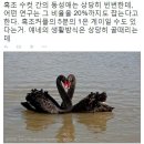 아이구 세상이 망하려고 합니다! 어디 동물조차 안하는 동성애를! 이미지