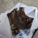 (노량진수산시장) 다른가게보다 kg당 2만원 더 저렴하게 먹은 킹크랩 후기