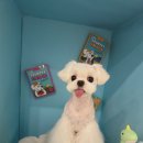 도그 애견미용실 이미지