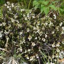 Cassiope ericoides (Pall.) D.Don 가칭 고산종꽃나무 이미지