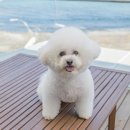 비놀리안 펜션 이미지