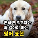 직장인이 꼭 알아야 하는 영어표현 | 반려견 보호자는 꼭 알아야 하는 영어 표현