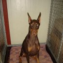 프라이드 켄넬 이미지