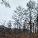 호명산잣나무숲캠핑장 이미지