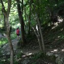 야생화길 이미지