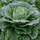 산하농원 이미지