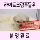 야옹아 멍멍해봐 아산점 이미지