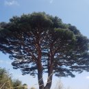 [정수지맥1 산행기] 밀치~625m봉/지맥분기점~520m봉~고제재~628.9m봉~송의산~탁고개~매봉~구인산~달임재~비득재(2020,4/18) 이미지