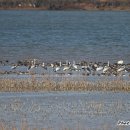 주남저수지 이미지