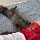 겨울나는나비 동물병원 이미지