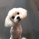 홍은애견미용 이미지