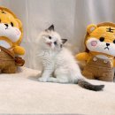 행복펫메이트 티스토리