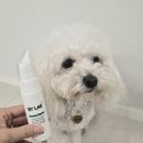 이75덴탈 | [내돈내산]🐶강아지 구강 스프레이 추천 | 바이랩 덴탈 스프레이 첫 사용 반응 후기(+적응법) 🦷