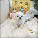 보은펫하우스 | 보은애견분양 선택의 중요했어요