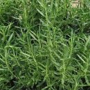 산야초-로즈메리(rosemary) 이미지
