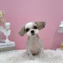 댕그루밍 이미지