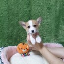 고려애견샵 이미지