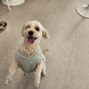 니멍내멍 이미지