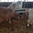 순풍농장 이미지