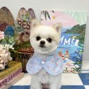 멍끌림 | [ 수완지구 ] 강아지 미용실 " 멍끌림 " _ 포메라니안 보리의 첫 미용