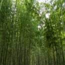 생명의 소리 이미지