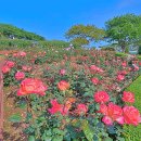 경주라썸
