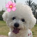 틈 없는 와중에 행복을 사이사이에 끼워 넣으면서 꾸준히 살아가 보자