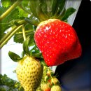 김용선 농장 이미지