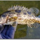 동강쏘가리 이미지