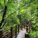 제주어 나들이 | 제주곶자왈도립공원 완전정복! 위치·시간·가격 총정리 (+테우리길 후기)