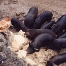 제주흑돼지 이미지