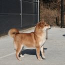 시바견 전문 가도켄넬 이미지