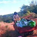 다복농장 이미지